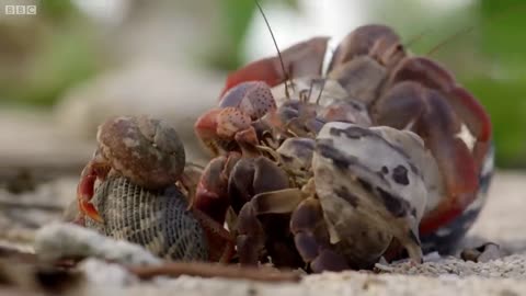 Crabs Changes his Shells in the Strangest Way | BBC Earth 🌍🌎