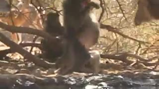 Traditional Archery South African Baboon Greater Kuduland Safari