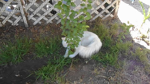 Ragdoll kitten attacks a plant
