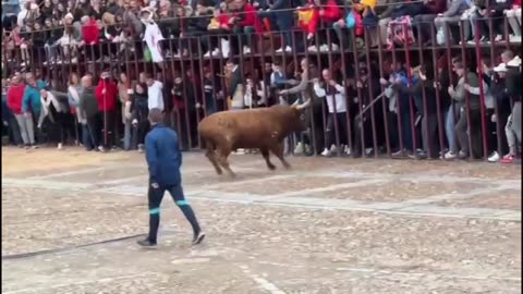 -- TORO BRAVO POR LAS CALLES‼️Madrigal De Las Altas Torres (Ávila)