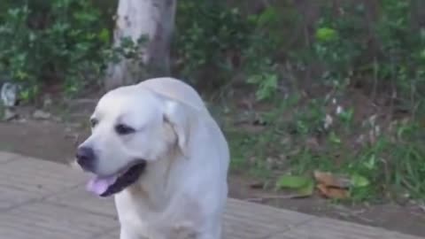 Dog Saves Blind Man