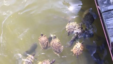 Feeding wild turtles and catfish