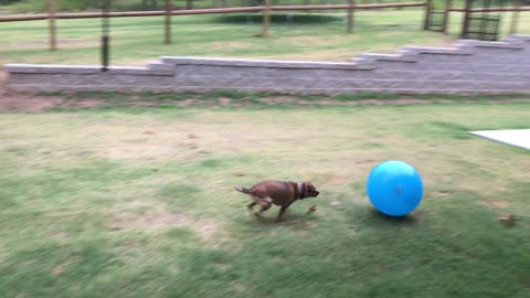 Dog Chasing Ball