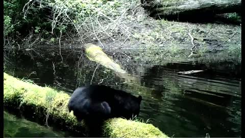 Black Bear Belly Flop