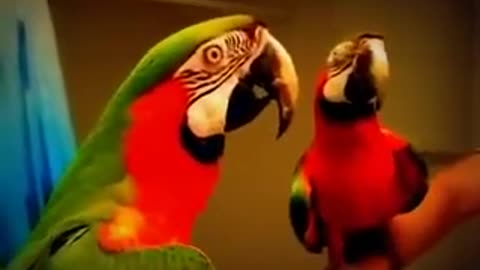 cute and funny parrot video