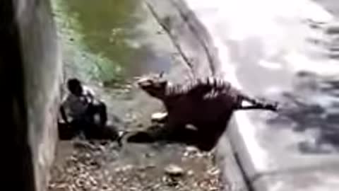 Real Footage of 'Tiger attack'..in delhi zoo(india)