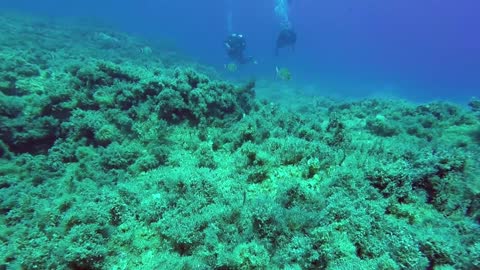Underwater Video of Fishes and Scuba Diver