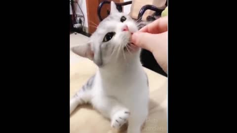 Cat rings the bell to get treat