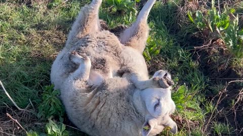 What to Do If You See a Sheep Stuck on Its Back