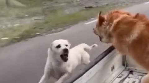 Cute dogs chase