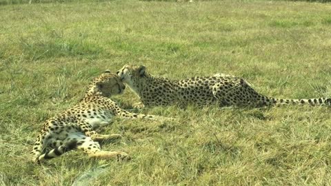 Adorable moment leopard cub