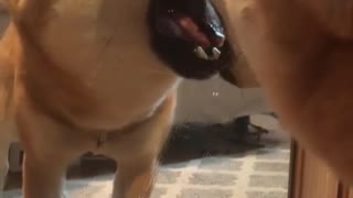 Dog playing with its reflection on the mirror