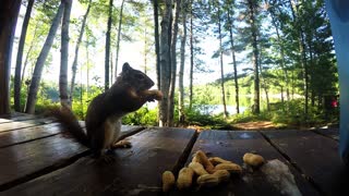 Did you ever wonder where the squirrel hides his peanuts?