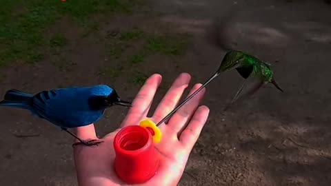 Cute birds hand feeding 😋 | hand feeding birds | birds hand feed training | birds videos