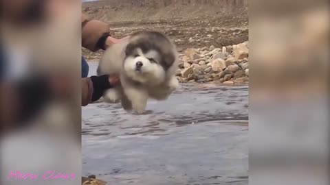 Baby Alaskan Malamute Cutest and Funniest Moments New Compilation