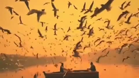 The wounderful view migrating birds on the Yamuna River India.