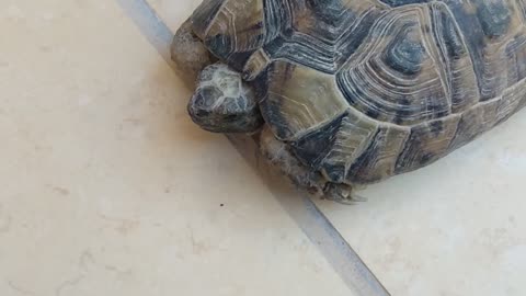 I found a cutie little turtle
