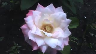 Linda rosa peônia no jardim [Nature & Animals]