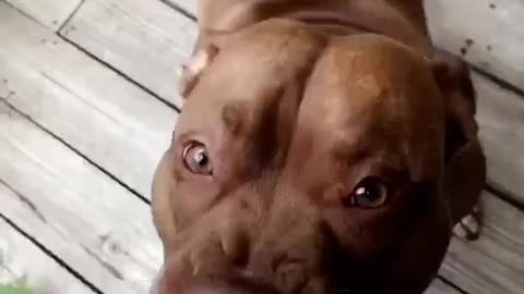 Red nose pit loves eating corn on the Cobb