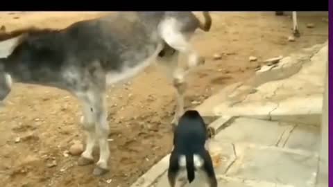 DOG 🐶VS DONKEY FIGHT