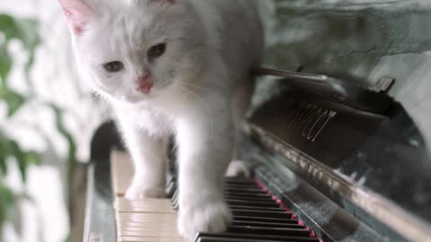 FUNNY CAT ON PIANO