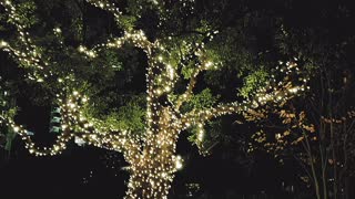 Tokyo Midtown Garden Plaza Illumination, Roppongi, Dec 2020 - 東京ミッドタウンガーデンプラザイルミネーション、六本木、2020年12月