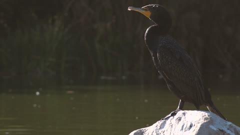 Bird contemplating nature🐦