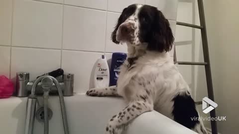 Mischievous Dog Turns On Cold Tap During Owner's Bath