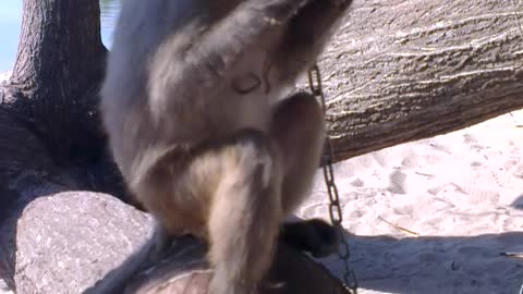 Monkey eating sausage