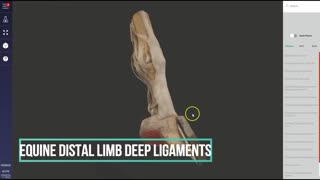 Equine distal forelimb dissected (deep ligaments) - 3D Veterinary Anatomy & Learning IVALA