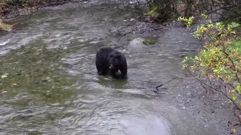The bear is beautiful moment