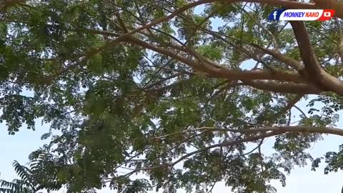 Baby monkey learn to​​ Climb a tree