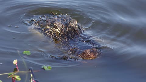 alligator in the water , close up