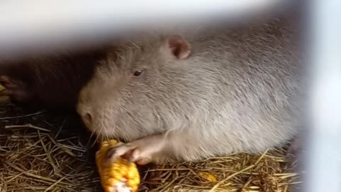 Country Life: Nutria eats zucchini