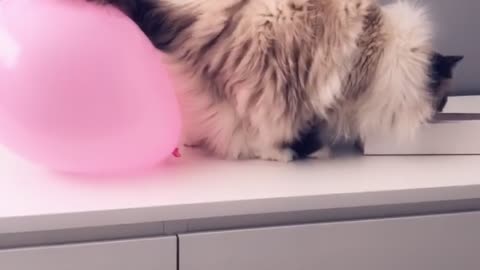 Little Cat Is A Balloon Magnet