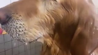 Funny dog enjoys as water falls