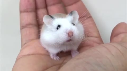 Small Dwarf Hamster