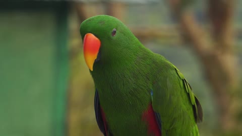 Green parrot with orange beak close up video