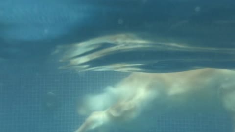 Dog swimming in the pool