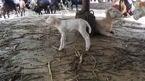 Goats Cute | Sheep Eating Cute Videos p3