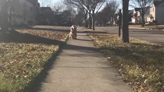 Golden retriever running toward camera in slomo