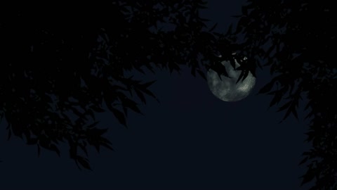 Moon night tree