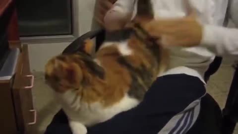 Cute cat getting her butt spanked