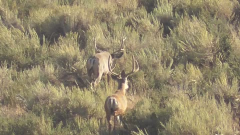 Southern Idaho Mule Deer