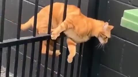Cat trying to escape