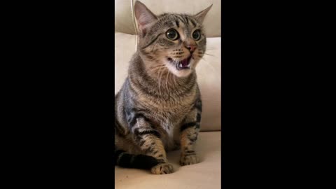 Funny Cat Meowing 05