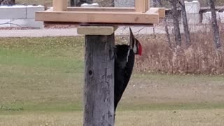 Beautiful rare Pileated Woodpecker at a feeder