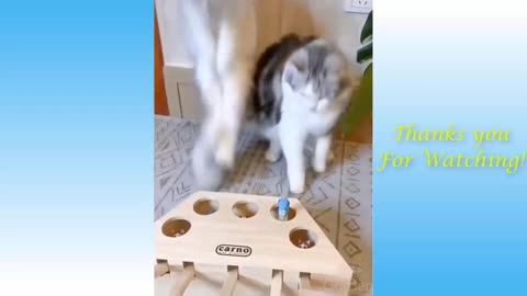 2021 Cute Funny Cats - Kittens Compilation Super Cute Must Watch