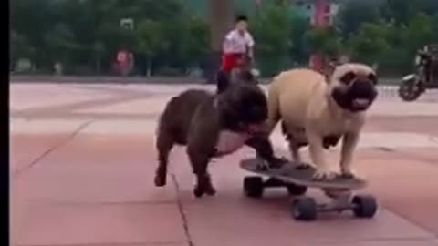 Bulldog skateboarding buddy, funny dog