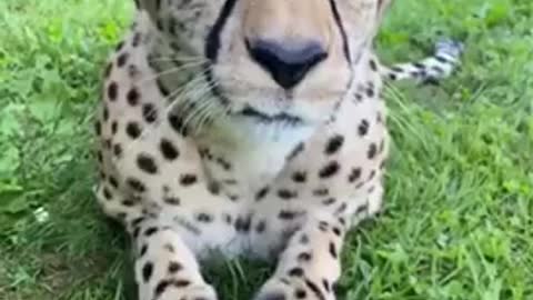 Cheetah Purr